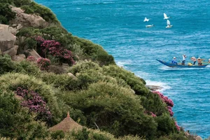 Mui Dinh’s Purple Bloom: A Breathtaking Summer Travel Guide to Vietnam’s Hidden Coastal Gem - image 6