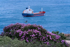 Mui Dinh’s Purple Bloom: A Breathtaking Summer Travel Guide to Vietnam’s Hidden Coastal Gem - image 2