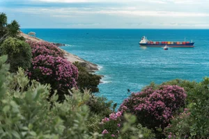 Mui Dinh’s Purple Bloom: A Breathtaking Summer Travel Guide to Vietnam’s Hidden Coastal Gem - image 9