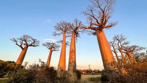 Witnessing the Majestic Tree of Life: A 3,000 Year Journey Under the Golden Sunset - image 6