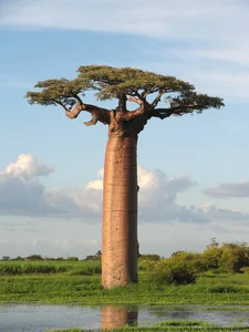 Witnessing the Majestic Tree of Life: A 3,000 Year Journey Under the Golden Sunset - image 8