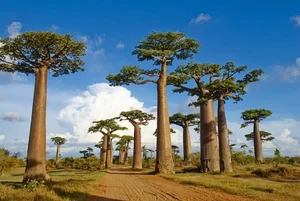 Witnessing the Majestic Tree of Life: A 3,000 Year Journey Under the Golden Sunset - image 5