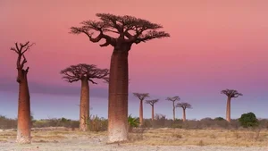Witnessing the Majestic Tree of Life: A 3,000 Year Journey Under the Golden Sunset - image 2