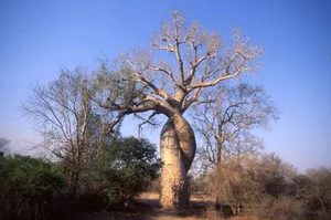 Witnessing the Majestic Tree of Life: A 3,000 Year Journey Under the Golden Sunset - image 4