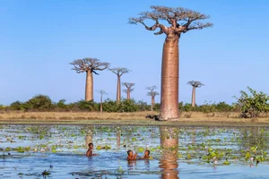Witnessing the Majestic Tree of Life: A 3,000 Year Journey Under the Golden Sunset - image 1
