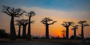 Witnessing the Majestic Tree of Life: A 3,000 Year Journey Under the Golden Sunset - image 9
