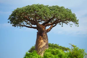 Witnessing the Majestic Tree of Life: A 3,000 Year Journey Under the Golden Sunset - image 0