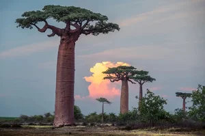 Witnessing the Majestic Tree of Life: A 3,000 Year Journey Under the Golden Sunset - image 7