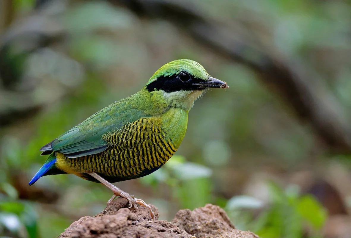 Stunning Avian Photography: Exploring Vietnam’s Rare Bird Species Through a Professional Lens