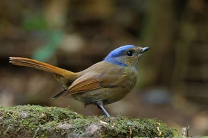 Stunning Avian Photography: Exploring Vietnam’s Rare Bird Species Through a Professional Lens - image 1