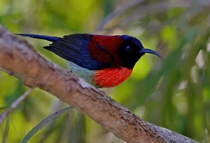 Stunning Avian Photography: Exploring Vietnam’s Rare Bird Species Through a Professional Lens - image 9