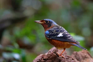 Stunning Avian Photography: Exploring Vietnam’s Rare Bird Species Through a Professional Lens - image 7