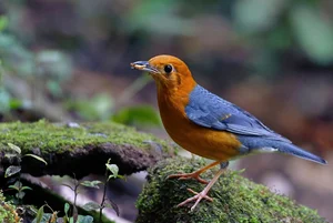 Stunning Avian Photography: Exploring Vietnam’s Rare Bird Species Through a Professional Lens - image 3