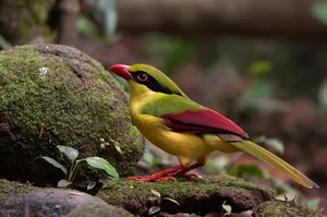 Stunning Avian Photography: Exploring Vietnam’s Rare Bird Species Through a Professional Lens - image 2