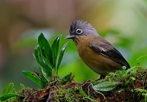 Stunning Avian Photography: Exploring Vietnam’s Rare Bird Species Through a Professional Lens - image 11