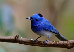 Stunning Avian Photography: Exploring Vietnam’s Rare Bird Species Through a Professional Lens - image 6