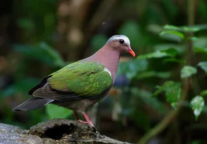 Stunning Avian Photography: Exploring Vietnam’s Rare Bird Species Through a Professional Lens - image 12