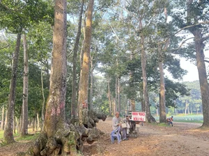 Exploring the Mystical Beauty of Ba Om Pond: A Cultural Gem in Vietnam’s Mekong Delta - image 4