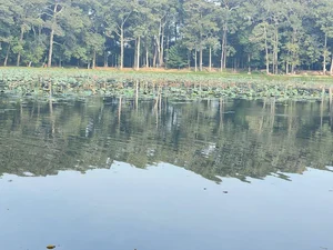 Exploring the Mystical Beauty of Ba Om Pond: A Cultural Gem in Vietnam’s Mekong Delta - image 1