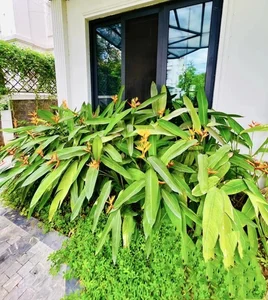 Inside the Dreamy $2.5 Million Luxury Villa Garden of Vietnamese Star La Thanh Huyen - image 8