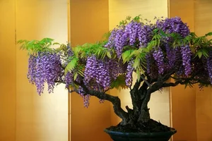 The Art of Living Sculptures: Exploring the World’s 10 Most Exquisite and Unique Bonsai Masterpieces - image 3
