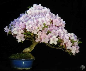 The Art of Living Sculptures: Exploring the World’s 10 Most Exquisite and Unique Bonsai Masterpieces - image 6