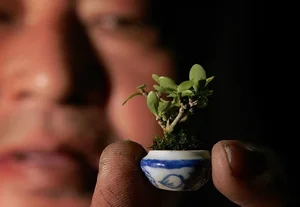 The Art of Living Sculptures: Exploring the World’s 10 Most Exquisite and Unique Bonsai Masterpieces - image 4
