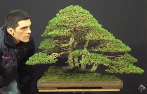 The Art of Living Sculptures: Exploring the World’s 10 Most Exquisite and Unique Bonsai Masterpieces - image 7