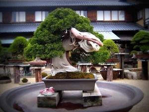 The Art of Living Sculptures: Exploring the World’s 10 Most Exquisite and Unique Bonsai Masterpieces - image 0