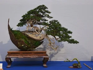The Art of Living Sculptures: Exploring the World’s 10 Most Exquisite and Unique Bonsai Masterpieces - image 9