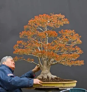 The Art of Living Sculptures: Exploring the World’s 10 Most Exquisite and Unique Bonsai Masterpieces - image 2