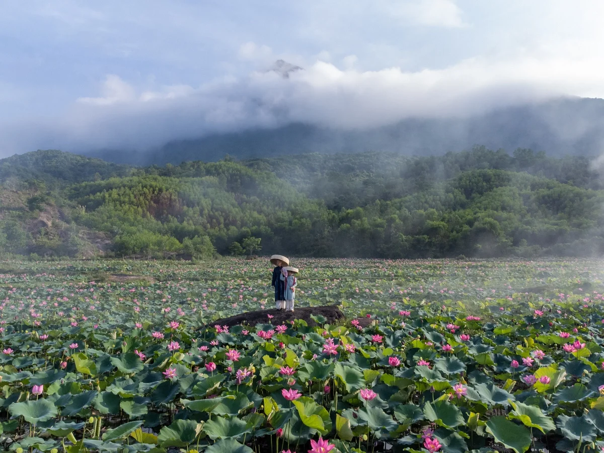 Discover the Breathtaking Beauty of the Lotus Blooming Season in Tra Ly