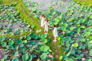 Discover the Breathtaking Beauty of the Lotus Blooming Season in Tra Ly - image 8