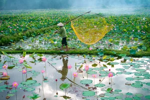 Discover the Breathtaking Beauty of the Lotus Blooming Season in Tra Ly - image 1