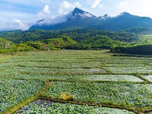 Discover the Breathtaking Beauty of the Lotus Blooming Season in Tra Ly - image 4