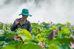 Discover the Breathtaking Beauty of the Lotus Blooming Season in Tra Ly - image 2