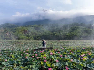 Discover the Breathtaking Beauty of the Lotus Blooming Season in Tra Ly - image 0