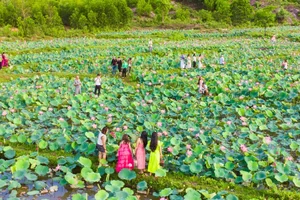 Discover the Breathtaking Beauty of the Lotus Blooming Season in Tra Ly - image 6