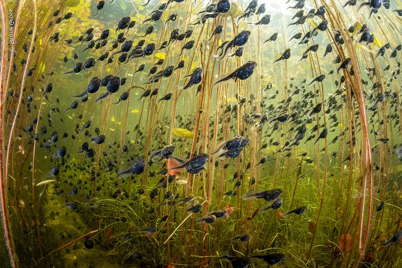The Most Stunning Wildlife Photography of 2024: A Glimpse into the Animal Kingdom