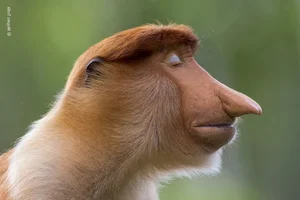The Most Stunning Wildlife Photography of 2024: A Glimpse into the Animal Kingdom - image 13