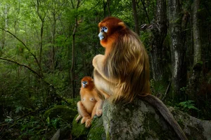 The Most Stunning Wildlife Photography of 2024: A Glimpse into the Animal Kingdom - image 9