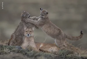 The Most Stunning Wildlife Photography of 2024: A Glimpse into the Animal Kingdom - image 3