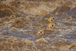 The Most Stunning Wildlife Photography of 2024: A Glimpse into the Animal Kingdom - image 7
