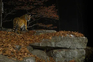 The Most Stunning Wildlife Photography of 2024: A Glimpse into the Animal Kingdom - image 5