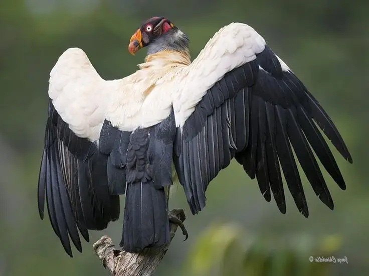 King Vulture: Unveiling the Striking Appearance of the Planet's Most Bizarre Scavenger in Flight