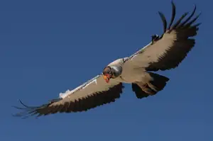 King Vulture: Unveiling the Striking Appearance of the Planet's Most Bizarre Scavenger in Flight - image 4