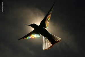 Breathtaking Wild Nature and Landscape Photography: The Best Visuals of 2024 - image 5