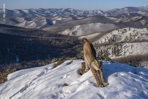 Breathtaking Wild Nature and Landscape Photography: The Best Visuals of 2024 - image 2