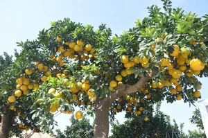 The 800 Million VND Masterpiece: Exploring the Artistry of the World’s Most Expensive Ornamental Pomelo Trees - image 3