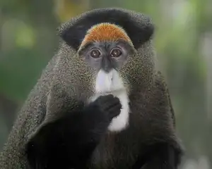 Discover the De Brazza's Monkey – Mysterious Primate with Africa's Most Unique Appearance - image 2